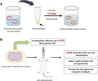 A novel oral vaccine delivery system for enhancing stability and immune protection: bacterium-like particle with functional coating